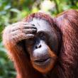 Orangutan